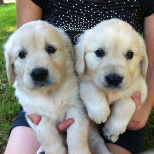 Du Jardin De Linka - Deux petits chiots