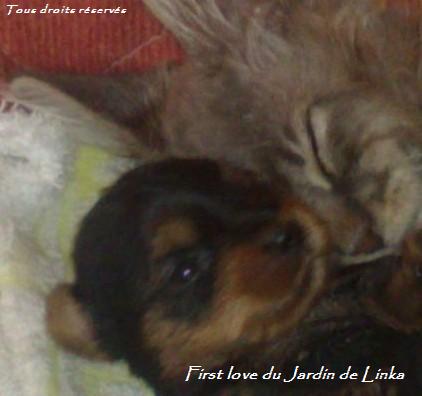 Les chiots